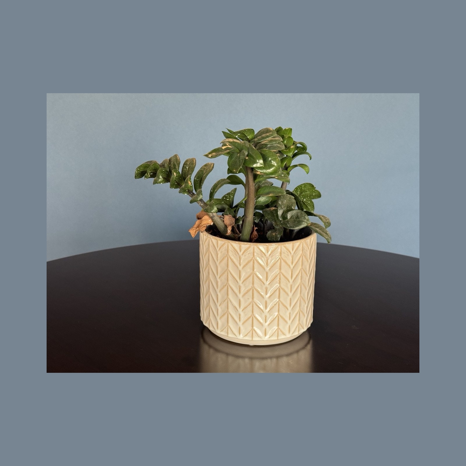 Potted Greenery in Cream Herringbone Planter