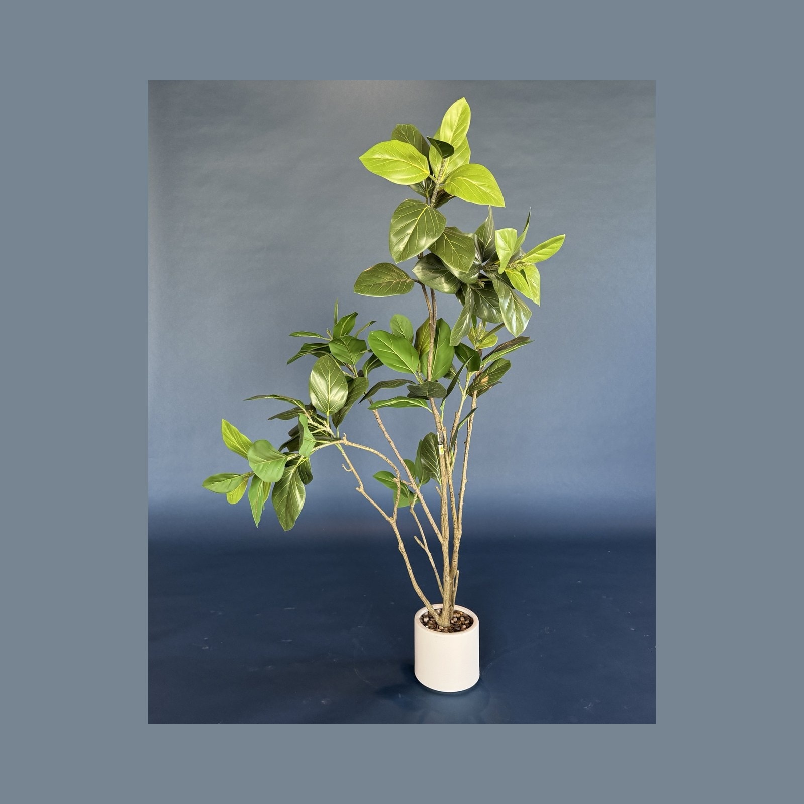 Plants